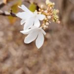 Viburnum Plicatum Tomentosa 'Pink Beauty' Viburnum Plicatum Tomentosa 'Pink Beauty'