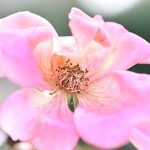 Katharine Boyle Nov. 5 2023 Katharine Boyle Nov. 5 2023