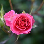 Katharine Boyle Nov. 5 2023 Katharine Boyle Nov. 5 2023