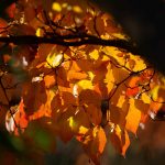 Steve Kanan 11/12/23 Steve Kanan 11/12/23