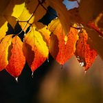 Steve Kanan 11/12/23 Steve Kanan 11/12/23