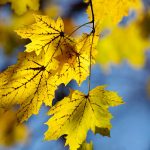 Steve Kanan 11/12/23 Steve Kanan 11/12/23