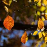 Steve Kanan 11/12/23 Steve Kanan 11/12/23