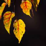 Steve Kanan 11/12/23 Steve Kanan 11/12/23