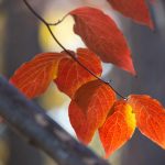 Steve Kanan 11/12/23 Steve Kanan 11/12/23