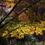 Steve Kanan 11/12/23 Steve Kanan 11/12/23