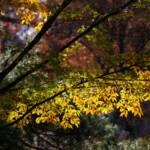 Steve Kanan 11/12/23 Steve Kanan 11/12/23