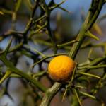 Steve Kanan 11/12/23 Steve Kanan 11/12/23