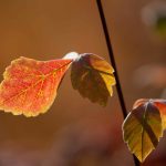 Steve Kanan 11/12/23 Steve Kanan 11/12/23