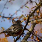 Steve Kanan 11/12/23 Steve Kanan 11/12/23