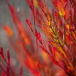 Steve Kanan 11/12/23 Steve Kanan 11/12/23