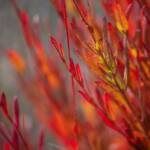 Steve Kanan 11/12/23 Steve Kanan 11/12/23