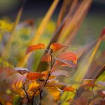 Steve Kanan - 11/19/23 Steve Kanan - 11/19/23