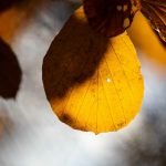 Steve Kanan - 11/19/23 Steve Kanan - 11/19/23