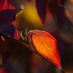 Steve Kanan - 11/19/23 Steve Kanan - 11/19/23