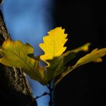 Steve Kanan - 11/19/23 Steve Kanan - 11/19/23