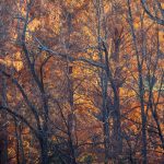 Steve Kanan - 11/19/23 Steve Kanan - 11/19/23