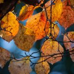 Steve Kanan - 11/19/23 Steve Kanan - 11/19/23