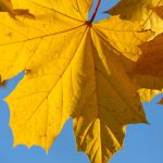 Steve Kanan - 11/19/23 Steve Kanan - 11/19/23