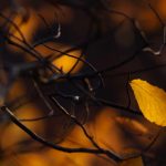 Steve Kanan - 11/19/23 Steve Kanan - 11/19/23