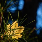 Steve Kanan - 11/19/23 Steve Kanan - 11/19/23