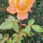 Rosa cv. Auswest Rosa cv. Auswest