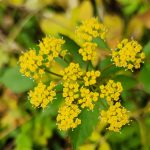 Zizia aurea Zizia aurea