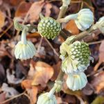 Edgeworthia chrysantha Edgeworthia chrysantha