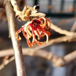 Hamamelis vernalis 'Red Imp' Hamamelis vernalis 'Red Imp'