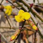 Jasminum nudiflorum Jasminum nudiflorum