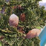 Chamaecyparis Obtusa cv Kosteri
