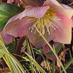 Hellebore Hellebore