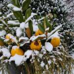 Snow Covered Quince
