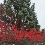 Spruce and Holly Berries Spruce and Holly Berries