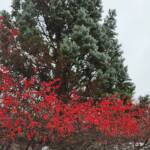 Spruce and Holly Berries Spruce and Holly Berries
