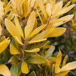 Ilex glabra Ilex glabra