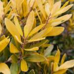 Ilex glabra Ilex glabra