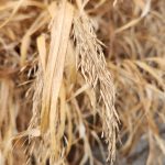 Hakonechloa macra cv. Albostriata Hakonechloa macra cv. Albostriata