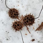 Liquidambar styraciflue cv Slnder Silhouette Pods Liquidambar styraciflue cv Slnder Silhouette Pods