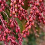 Pieris japonica cv Valley Rose Pieris japonica cv Valley Rose