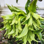Helleborus Foetidus Helleborus Foetidus