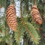 Picea Abies cv Inversa Cones Picea Abies cv Inversa Cones