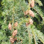 Tsuga Canadensis cv Detmers Weeper Tsuga Canadensis cv Detmers Weeper