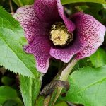 Dark Pink Hellebore Dark Pink Hellebore
