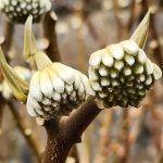 Edgeworthia Edgeworthia