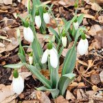 Snowdrops Snowdrops