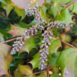 Mahonia Bealei Flower Buds