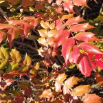 Mahonia Bealei Leaves Mahonia Bealei Leaves