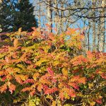 Mahonia Bealei Plant Mahonia Bealei Plant
