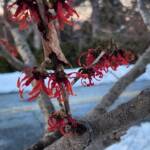 Hamamelis vernalis 'Red Imp'